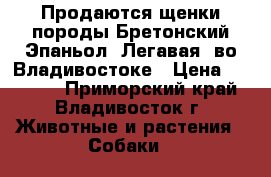 Продаются щенки породы Бретонский Эпаньол (Легавая) во Владивостоке › Цена ­ 40 000 - Приморский край, Владивосток г. Животные и растения » Собаки   